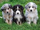 Australian Shepherd price range. Where to buy Australian ...