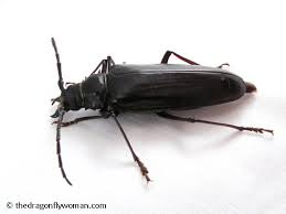 But the truth is these beetles, which are also known as palo verde root borer (scientific name: Palo Verde Beetles The Dragonfly Woman