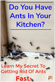 Check spelling or type a new query. How To Get Rid Of Ants 9 Natural Ways To Prevent Ants Get Rid Of Ants Rid Of Ants Ants In House