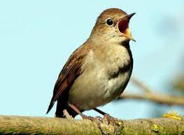 Sobat wikicau.com bisa membedakan cara membedakan lovebird jantan atau betina ini sebenarnya akan sangat mudah dilakukan jika burung masih paud ataupun dalam masa lolohan. Daftar Harga Burung Flamboyan Terbaru September 2020