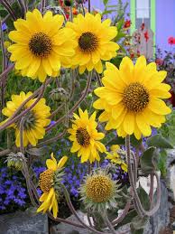 Image result for Helianthus