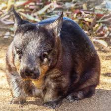 Image result for Northern hairy-nosed wombat
