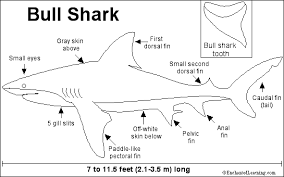 Bull sharks get their name primarily from their short, rounded snout. Bull Shark Printout Zoomsharks Com