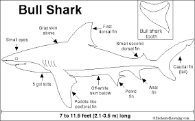 Check spelling or type a new query. Bull Shark Printout Zoomsharks Com