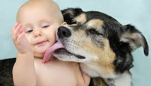 Resultado de imagem para Saliva de cães