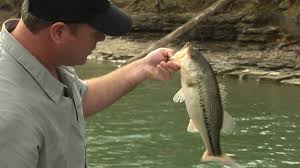 All about fishing at dale hollow reservoir for largemouth bass, smallmouth bass, spotted bass, channel primary fish species residing in dale hollow lake. Fishing Dale Hollow Reservoir In Tn Map Fish Species Lake Info