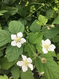 Image result for Rubus kirungensis