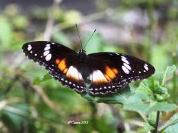 There are white spots on both forewings and hind wings. A Black Butterfly With White Spots Biotropicture