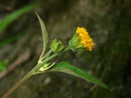 Image result for Bidens biternata