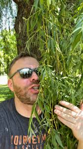 Oh, what a beautiful geocache! , #geocache #geocaching #willow #nature  #explore #outdoors #treasure #adventure