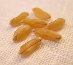 According to kamut international, kamut is a form of triticum turanicum (also known as t it is an ideal ingredient for use with slow cookers. Kamut Khorasan Wheat Das Getreide