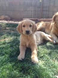 Golden retrievers originated from the scottish highlands, where they were used primarily as hunting dogs. Purebred Golden Retriever Puppies Akc For Sale In Waddell Arizona Classified Americanlisted Com