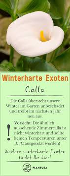 Winterharte Exoten Robuste Bananen Kakteen Co Plantura Winterhart Exotische Pflanzen Pflanzen