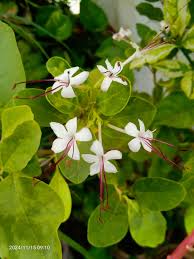 Image result for Volkameria glabra