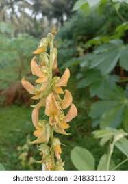 Image result for Crotalaria onobrychis