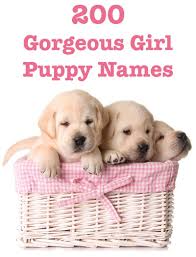 Finding the perfect name for your french bulldog is no easy task. Female Dog Names Hundreds Of Gorgeous Girl Puppy Names Puppy Names Girl Dog Names Funny Dog Names