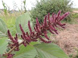 Image result for Amaranthus hybridus