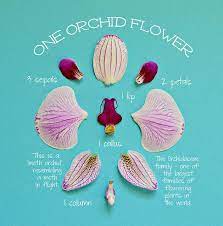 Botanical Dissections 4 By Encyclopedia Homeschoolica Via Flickr Paper Flowers Diy Handmade Flowers Flower Template