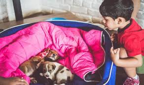 Adopt a pet from the aspca. 6 Dog Adoption Centres In Delhi Where You Can Pick Up Happiness For Life