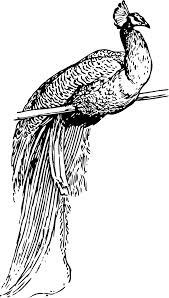 Download now gambar burung terbang png blog tentang burung. Svg Burung Merak Imej Ikon Svg Percuma Svg Silh