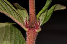 Image result for Pentas schumanniana