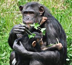 The Chimpanzee Is An Omnivore And Eats Insects Fruits Plants Eggs And Various Meats Photo By Kelly Anne Berg Detroit Zoo Chimpanzee Zoo