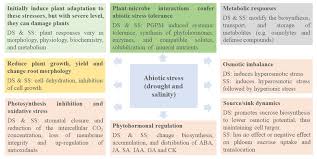 Breeding for drought resistance is the process of breeding plants with the goal of reducing the impact of dehydration on plant growth. Frontiers Drought And Salinity Stress Responses And Microbe Induced Tolerance In Plants Plant Science