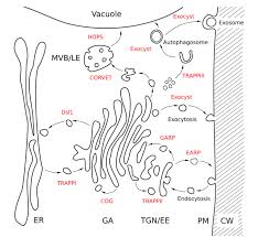 Check spelling or type a new query. Figure 1 From Tethering Complexes In The Arabidopsis Endomembrane System Semantic Scholar