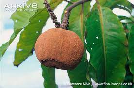 Bertholletia excelsa brazil nuts growing. Almendras Brazil Nuts Bertholletia Excelsa Zoom S Edible Plants