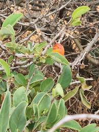 Image result for Ximenia afra