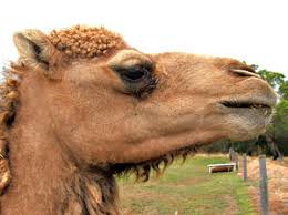 To shield the eyes from the sands blowing around in the desert wind. Free Stock Photos Rgbstock Free Stock Images
