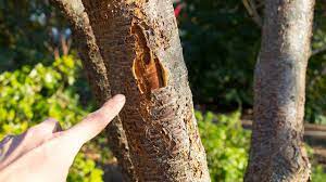 The wounds are too large to ever mend, and the tree has lost its sap lifeline between roots and leaves. Why Do Fruit Trees Split And How To Fix It Youtube