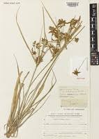 Image result for Pycreus nitidus