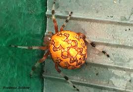 Here's a list of similar words from our thesaurus that you can use instead. A Gorgeous Speedy Spider Marbled Orb Weaver Araneus Marmoreus Bug Of The Week