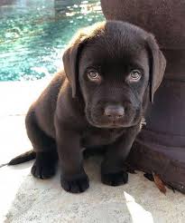 Thinkpup Shop Redbubble In 2020 Cute Animals Cute Baby Animals Baby Animals Pictures