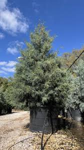 Image result for Cupressus arizonica