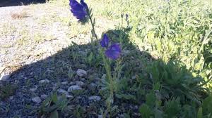 Image result for Senecio consanguineus