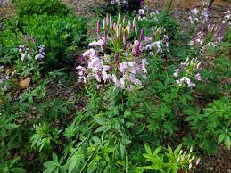 Image result for Cleome stricta