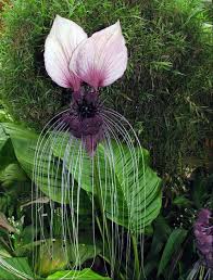 This plant is very toxic so ingestion of it is not recommended. Tiger S Whisker S By Manyee Desandies Bat Flower Strange Flowers Most Beautiful Flowers
