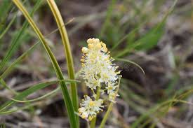 Image result for Hypoxis rigidula