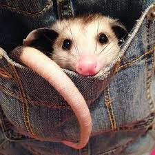 18 Times Opossums Nailed The Art Of Being Adorable Baby Opossum Cute Animals Opossum
