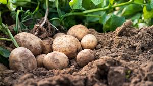 Image result for Solanum tuberosum