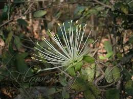 Image result for Maerua andradae