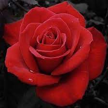 Mawar merah merupakan bunga yang cantik dan indah. Pin Di Amazing