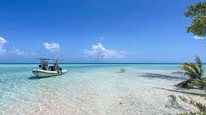 Image result for Faroa affinis