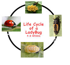 How many eggs does a female ladybug lay? Ladybug Life Cycle Kids Growing Strong
