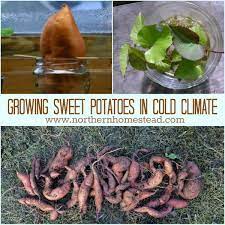 More images for how do you grow sweet potatoes » Growing Sweet Potatoes In Cold Climate Northern Homestead