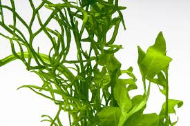 Image result for Ceratopteris