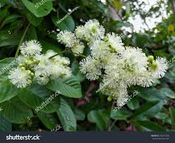 Image result for Tetracera