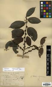 Image result for Bridelia duvigneaudii